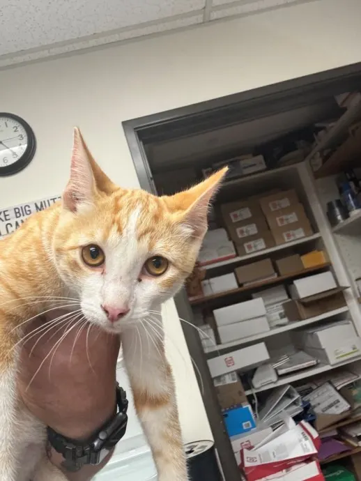 Adoptable Cat