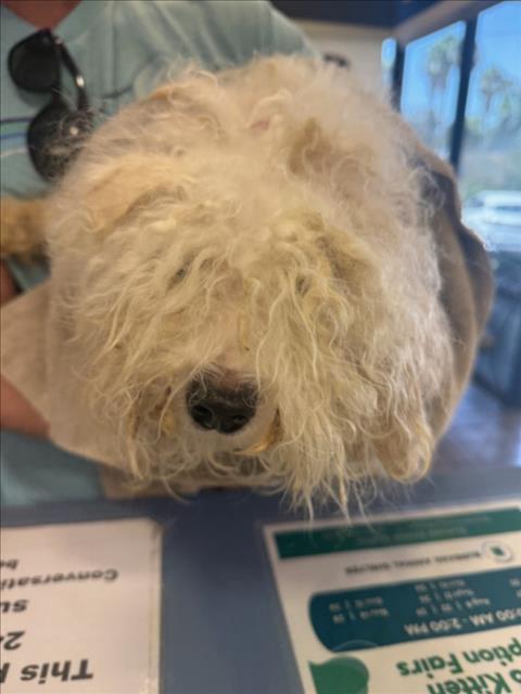 Adoptable Dog
