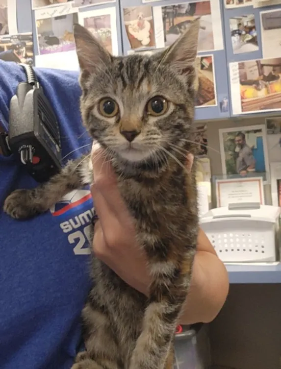 Adoptable Cat