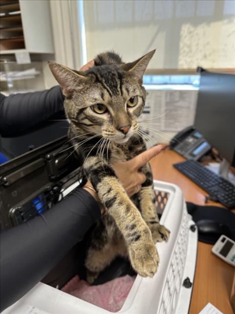 Adoptable Cat