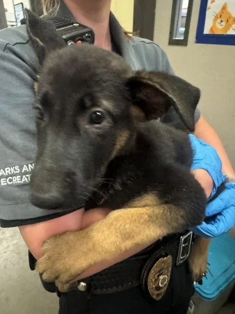 Adoptable Dog