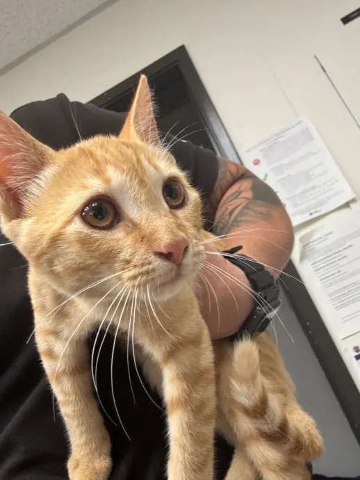 Adoptable Cat