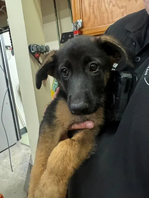 Adoptable Dog