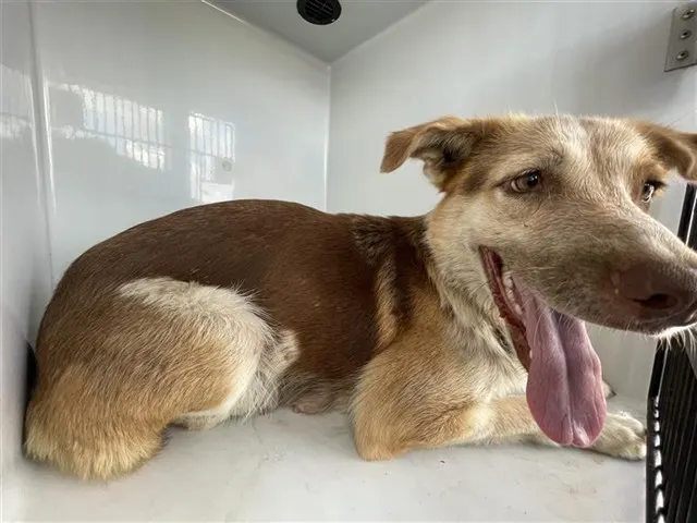 Adoptable Dog