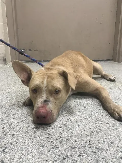 Ernie