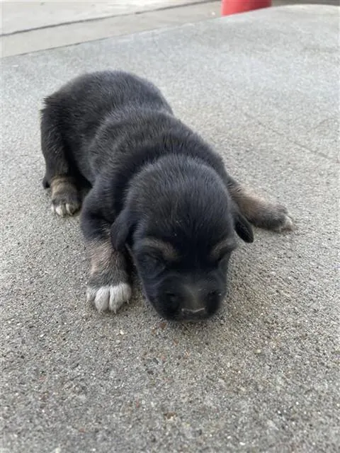 Adoptable Dog