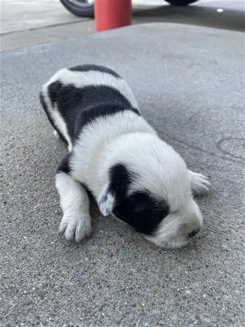 Adoptable Dog