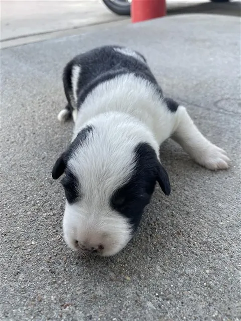 Adoptable Dog