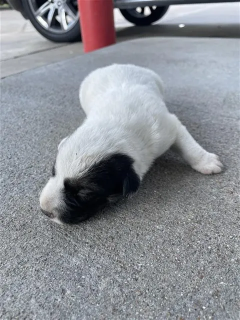 Adoptable Dog