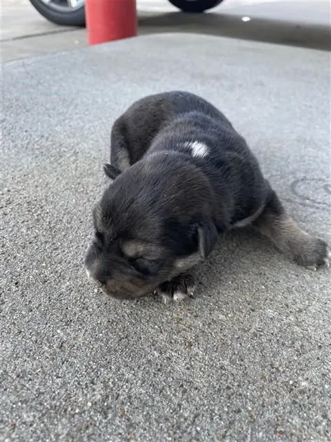 Adoptable Dog
