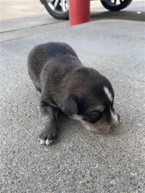 Adoptable Dog