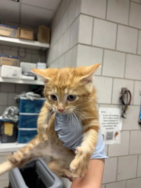 Adoptable Cat