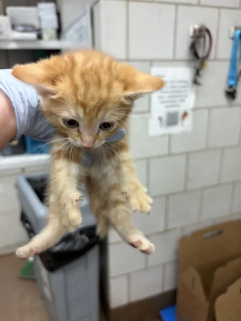 Adoptable Cat