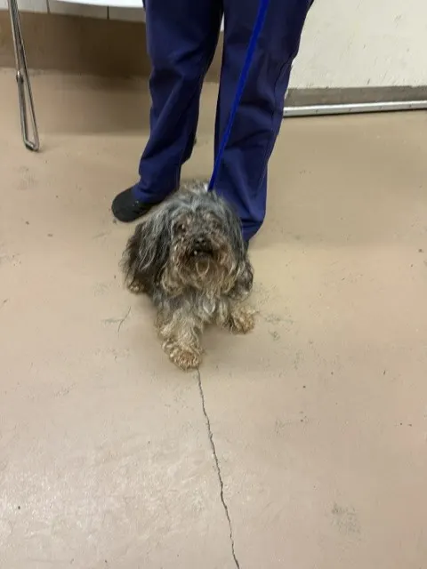 Adoptable Dog