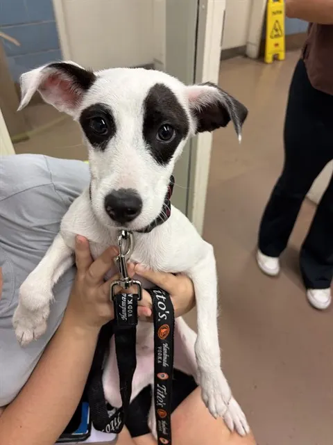 Adoptable Dog