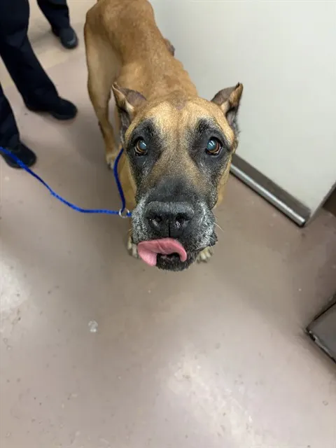 Adoptable Dog