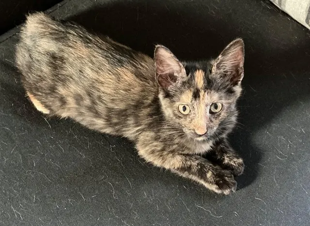 Speckles