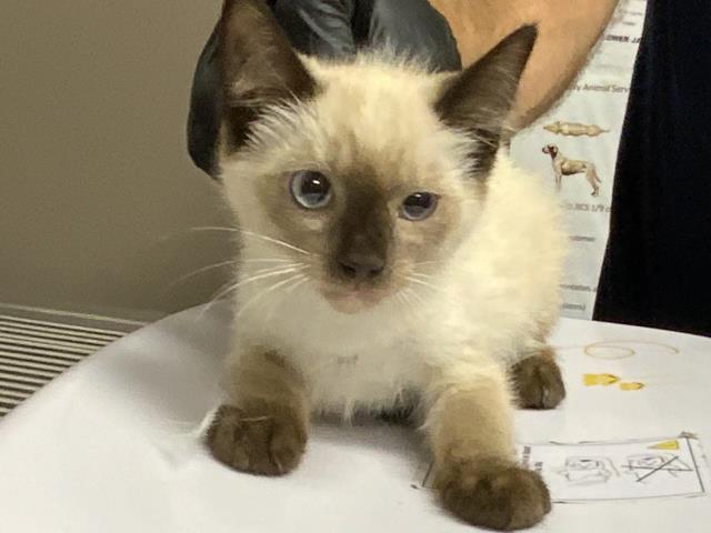 Adoptable Cat
