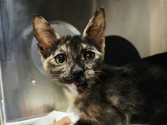 Adoptable Cat