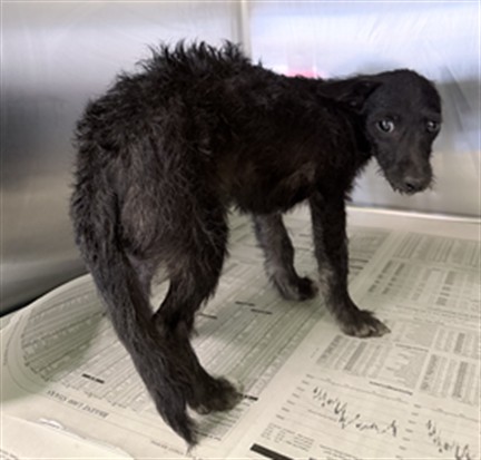 Adoptable Dog