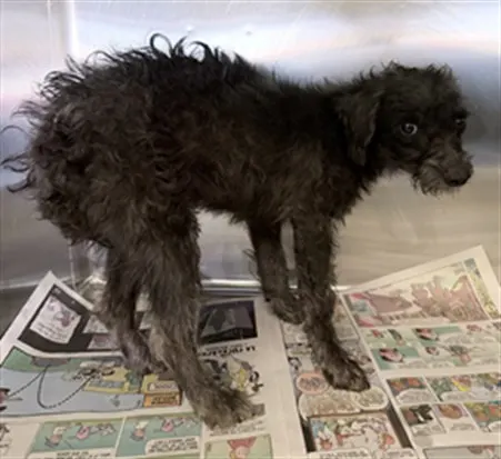 Adoptable Dog