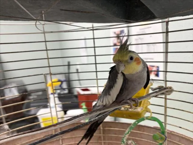 Kiki