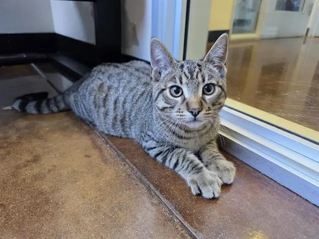 Luca