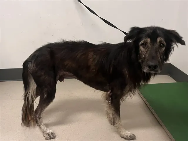 Adoptable Dog