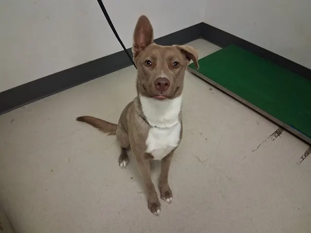 Adoptable Dog