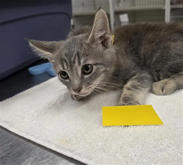 Adoptable Cat