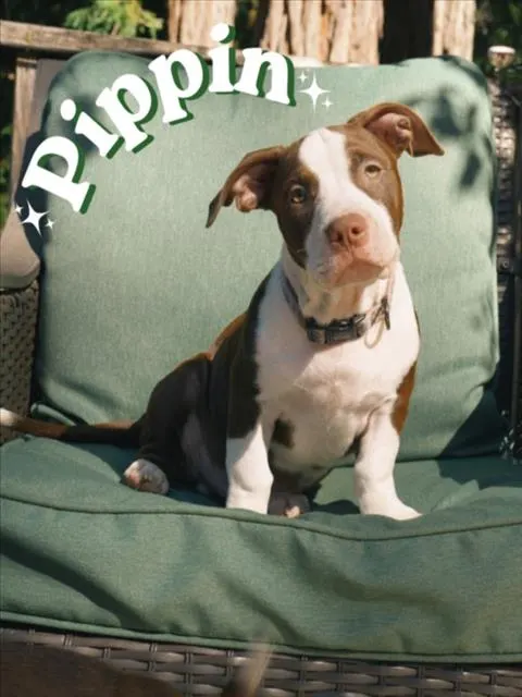 Pippin*