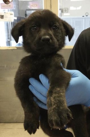 Adoptable Dog