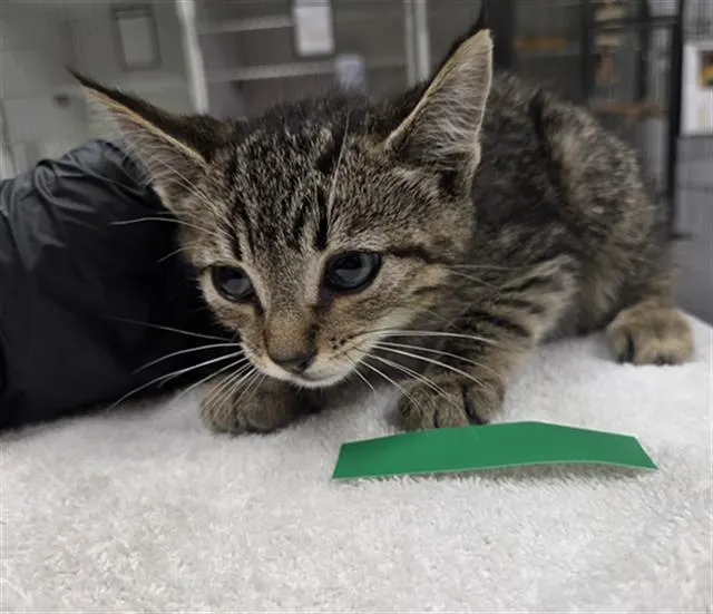 Adoptable Cat
