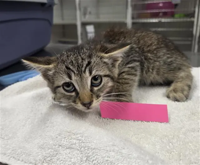 Adoptable Cat