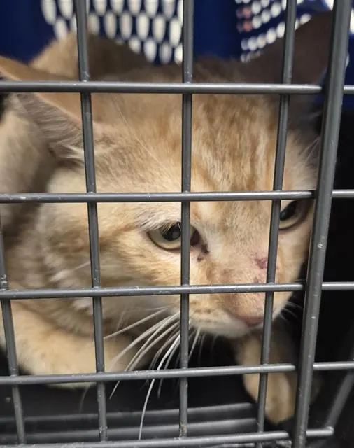 Adoptable Cat