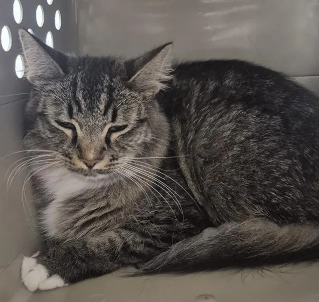 Adoptable Cat