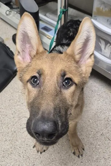 Adoptable Dog