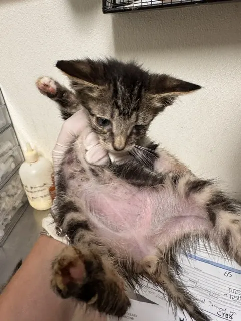 Dali