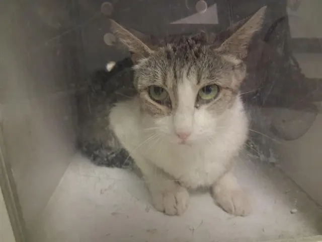 Adoptable Cat