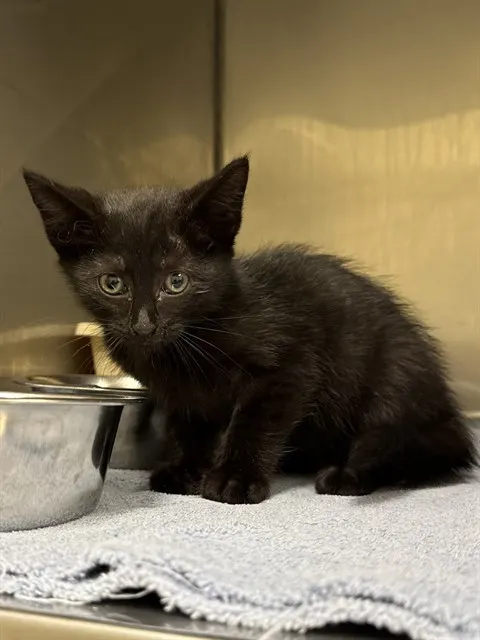 Elvira