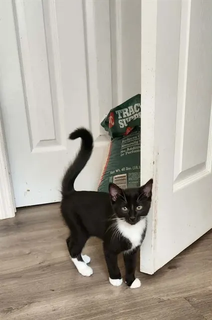 Peanut