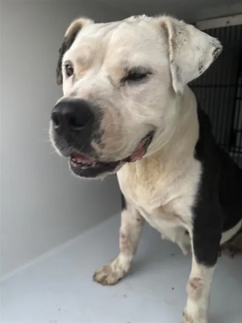 Adoptable Dog