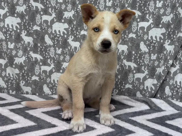 Adoptable Dog