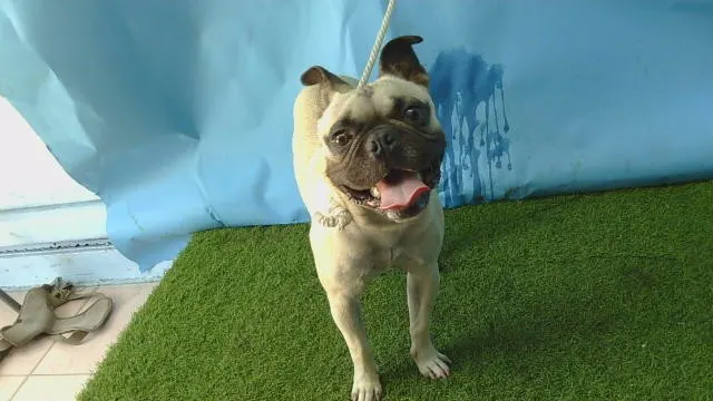 Mugsy