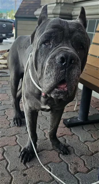 Hercules