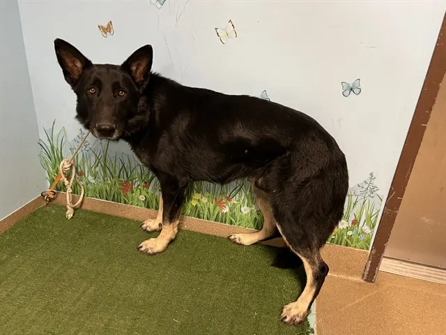Adoptable Dog