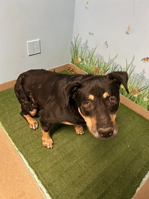 Adoptable Dog