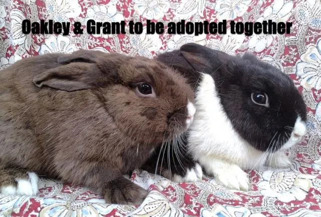 Grant