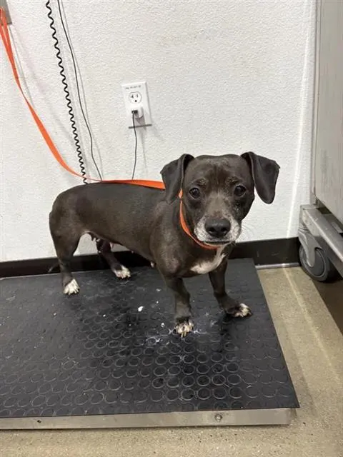 Adoptable Dog