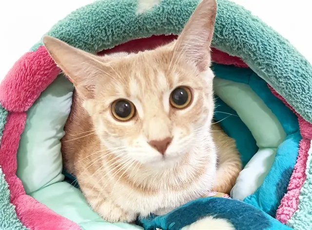 Lani